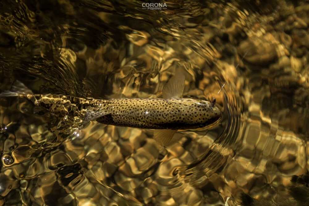 wędkarstwo skandynawia